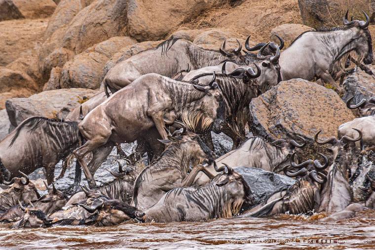 2026傑瑞大叔美學攝影ㆍ肯亞動物大遷徙10日