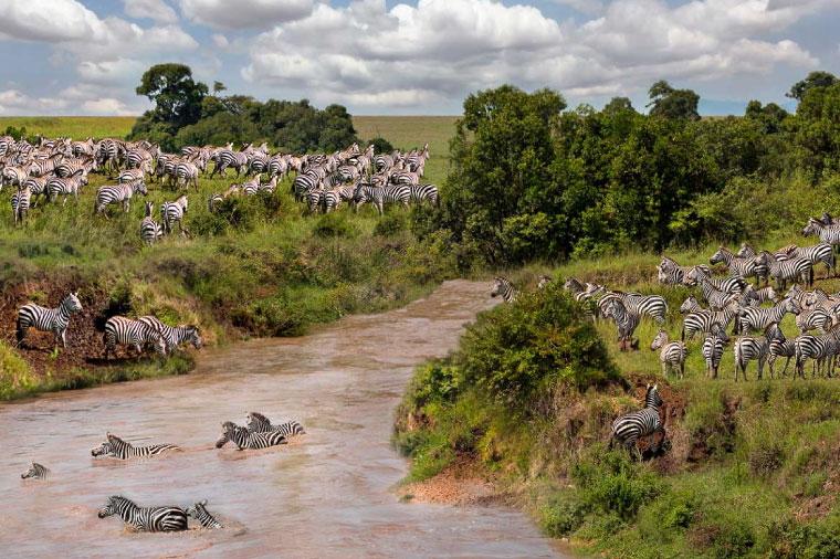 草原之舞ㆍ肯亞動物大遷徙10日